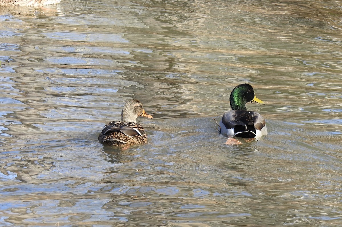 Mallard - ML286462451