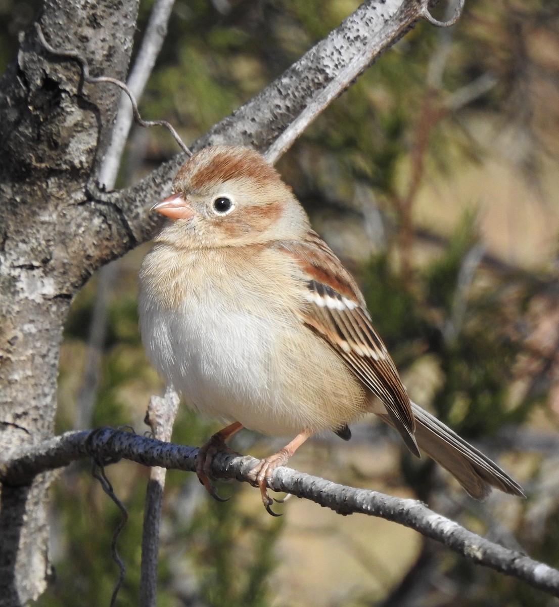 Field Sparrow - ML286462731