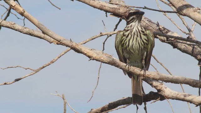 Streaked Flycatcher - ML286464961