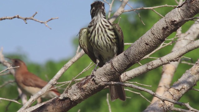 Streaked Flycatcher - ML286465261