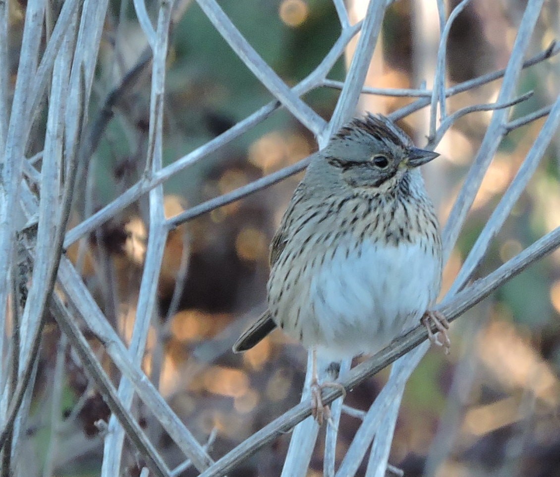 Lincoln's Sparrow - ML286465331