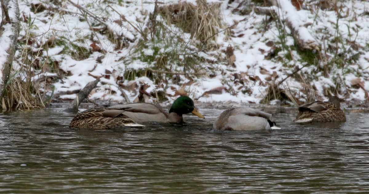 Mallard - Jay McGowan