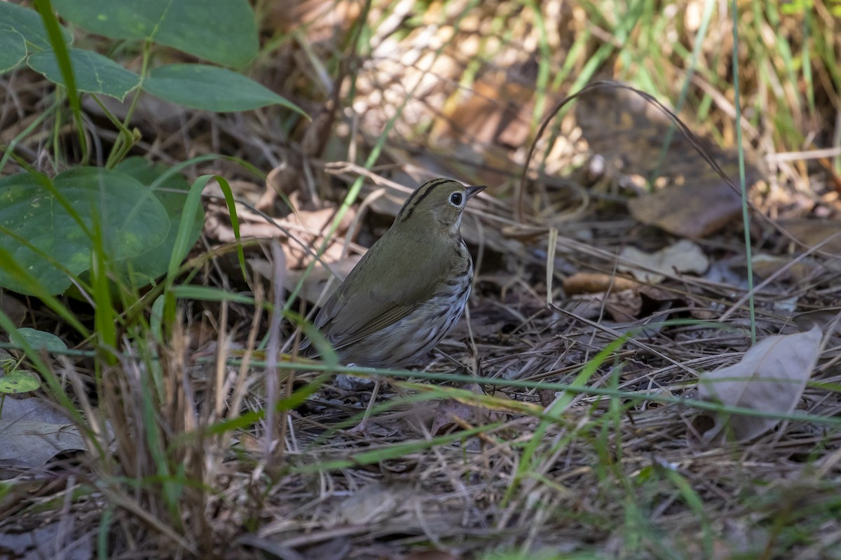 Ovenbird - ML286466731