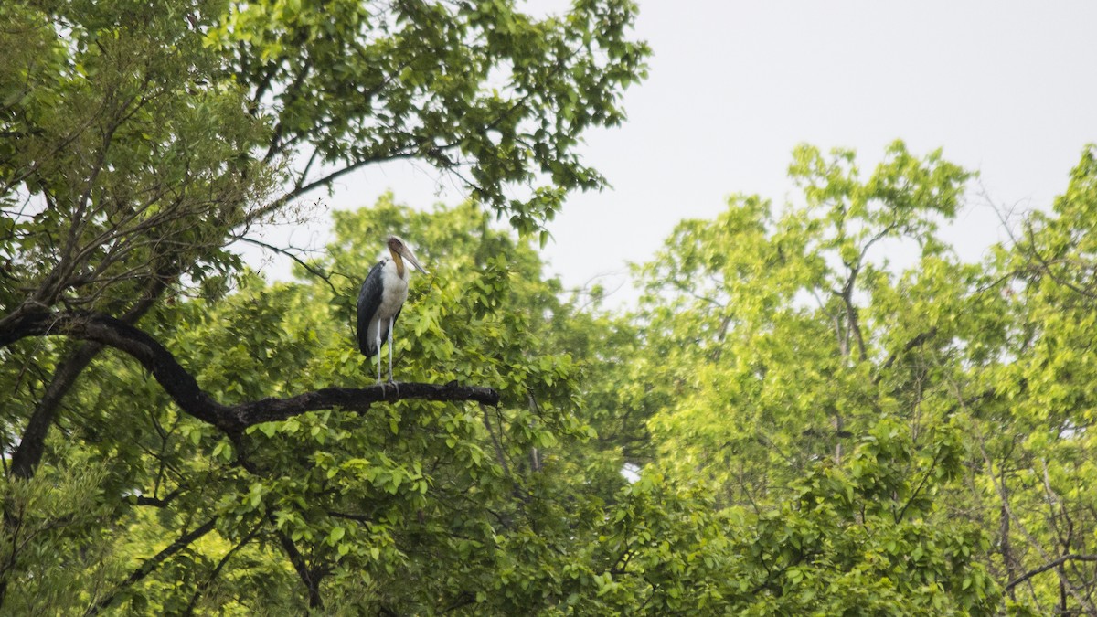 Lesser Adjutant - ML28646741