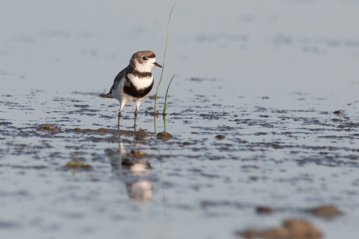 Two-banded Plover - Pablo Re