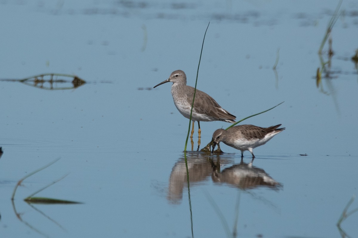 Bindenstrandläufer - ML286472161