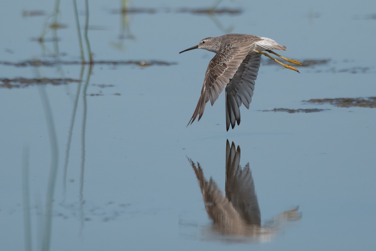 Stilt Sandpiper - Pablo Re