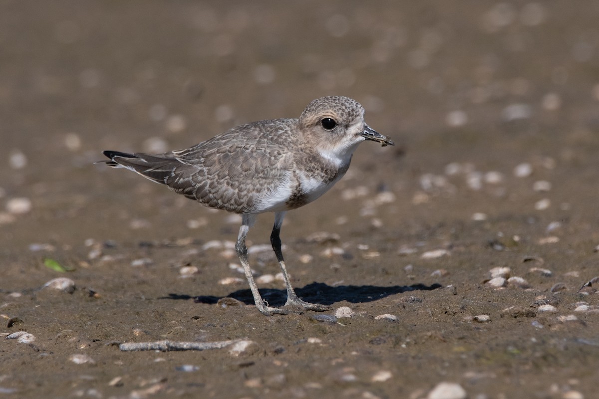 Two-banded Plover - ML286472281