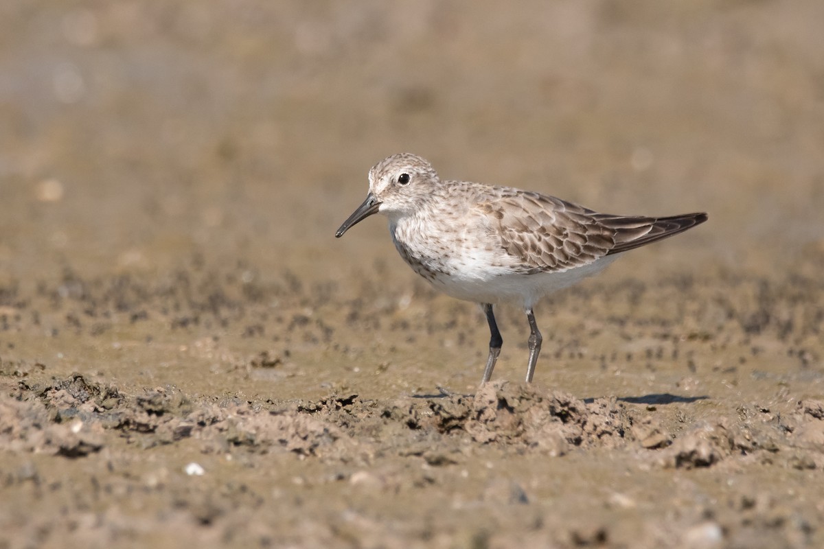 White-rumped Sandpiper - ML286472591