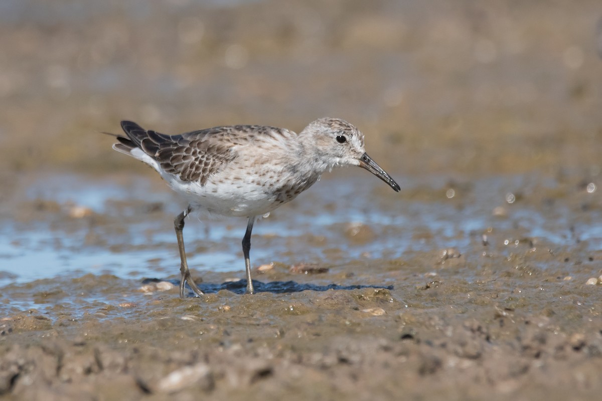 White-rumped Sandpiper - ML286472601