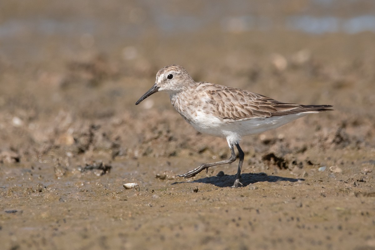 Weißbürzel-Strandläufer - ML286472661