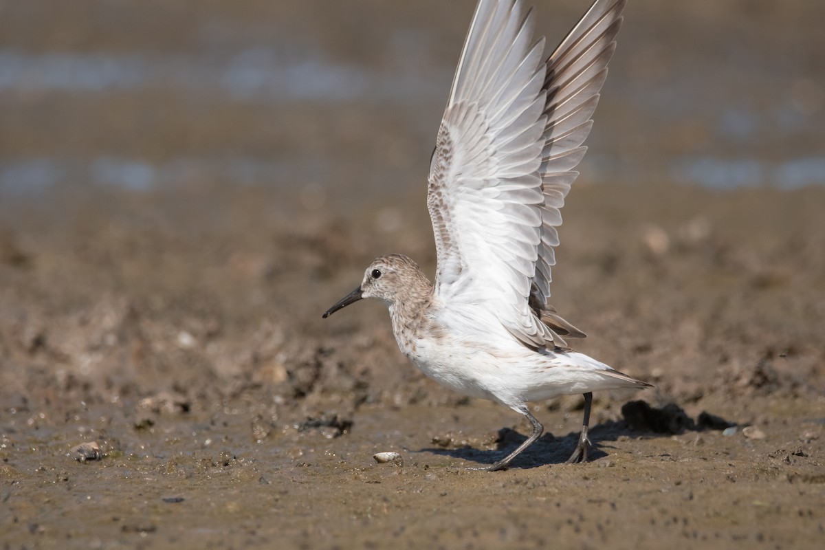 White-rumped Sandpiper - ML286472671