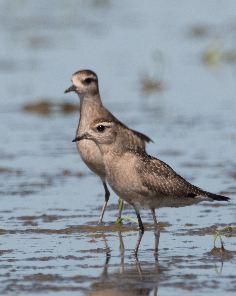 American Golden-Plover - ML286473241