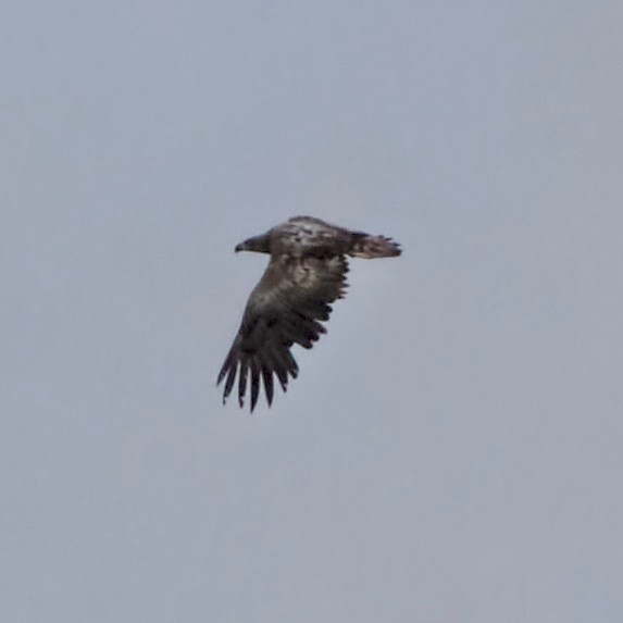 White-tailed Eagle - ML286473331