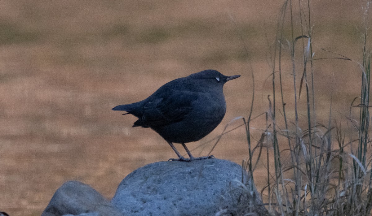 American Dipper - ML286473471