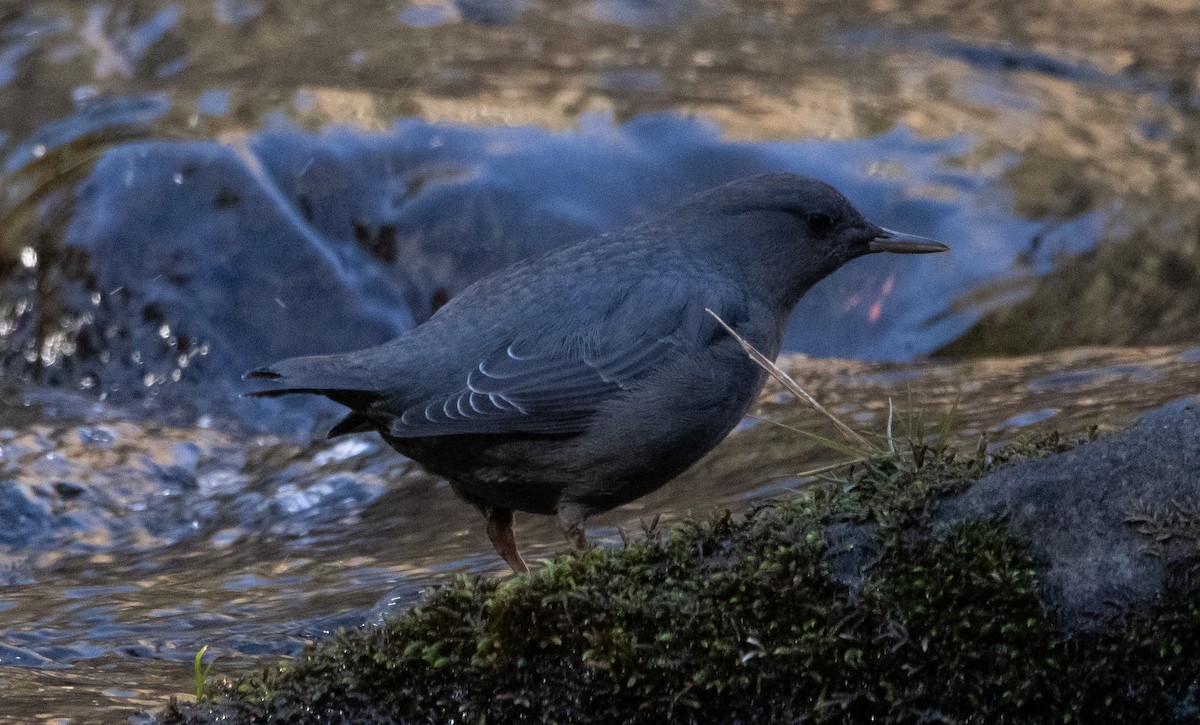 American Dipper - ML286473551