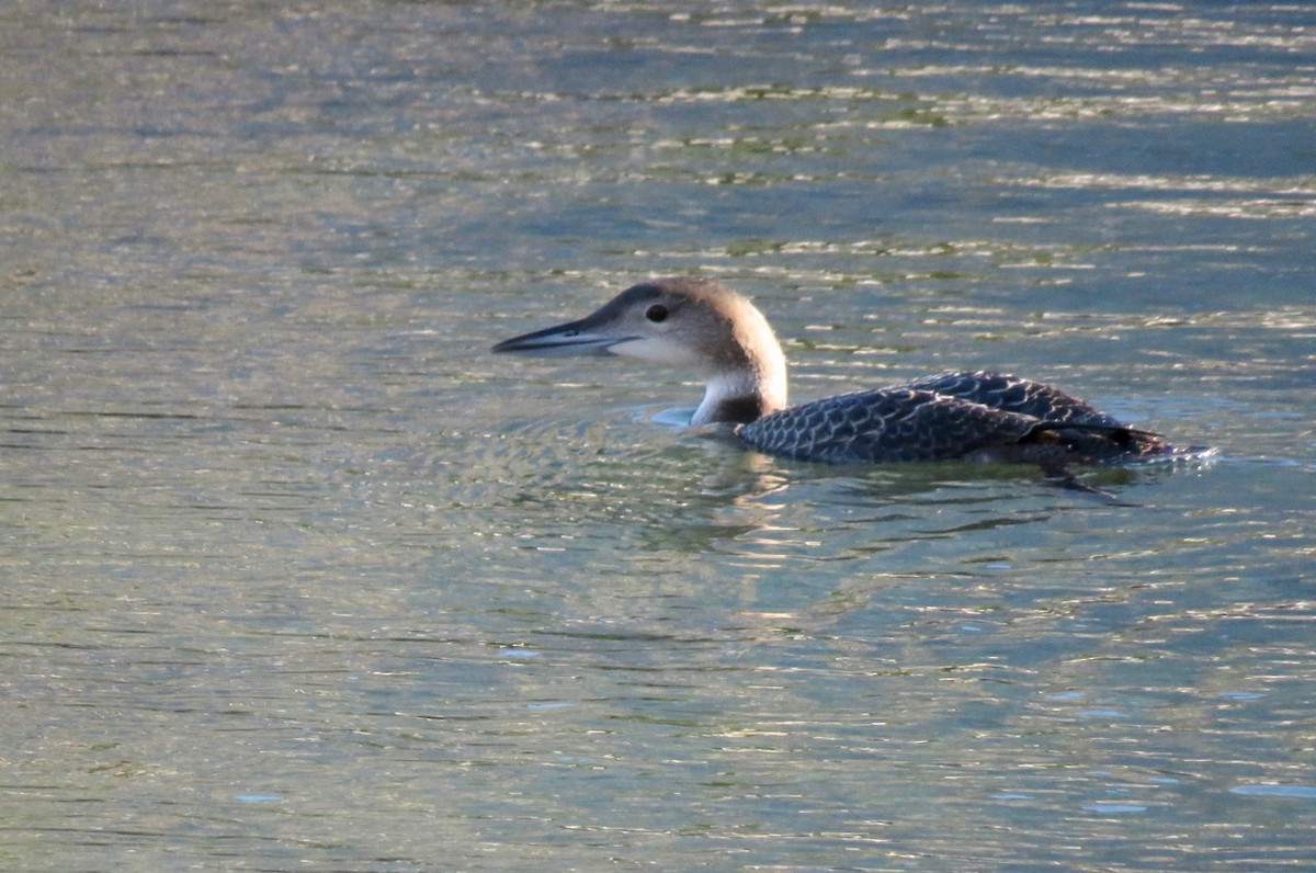 Common Loon - Teresa Dolman