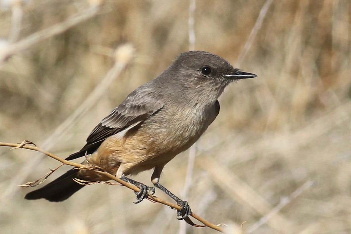 Say's Phoebe - ML286474541