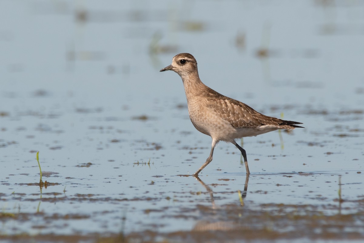 American Golden-Plover - Pablo Re