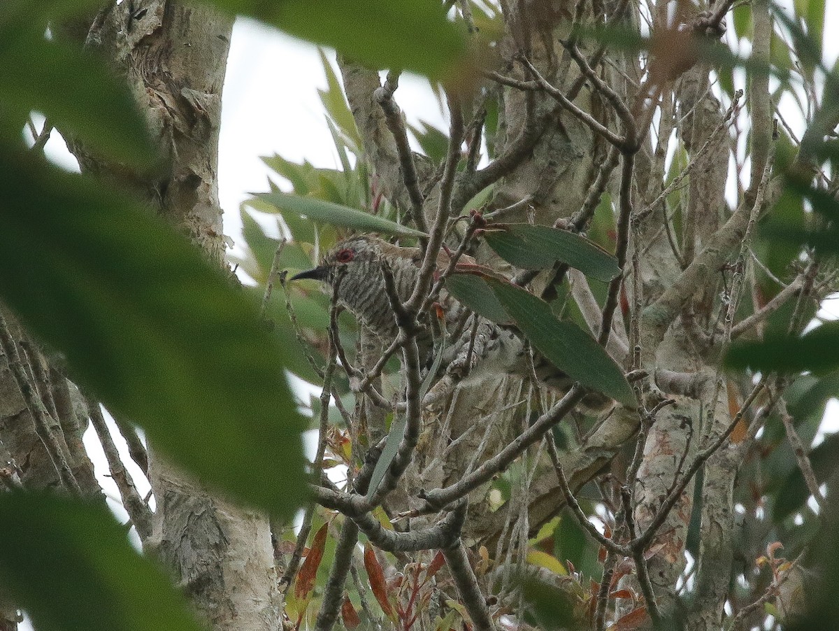 Little Bronze-Cuckoo - ML286474761