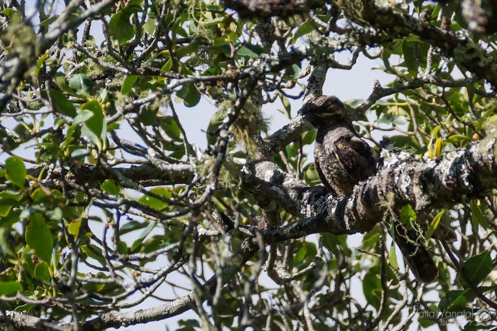 Gray Nightjar - ML28647631