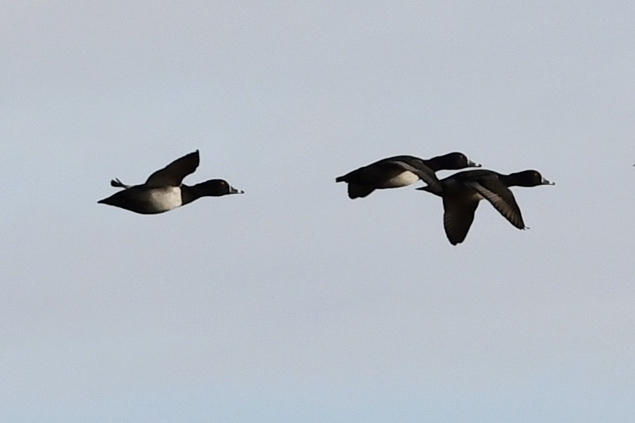 Ring-necked Duck - ML286477541