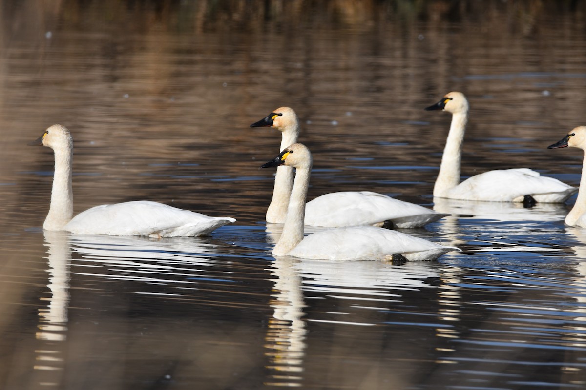 Tundra Swan - Kent Kleman