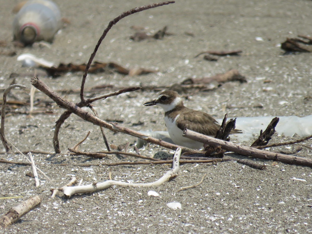 Wilson's Plover - John van Dort