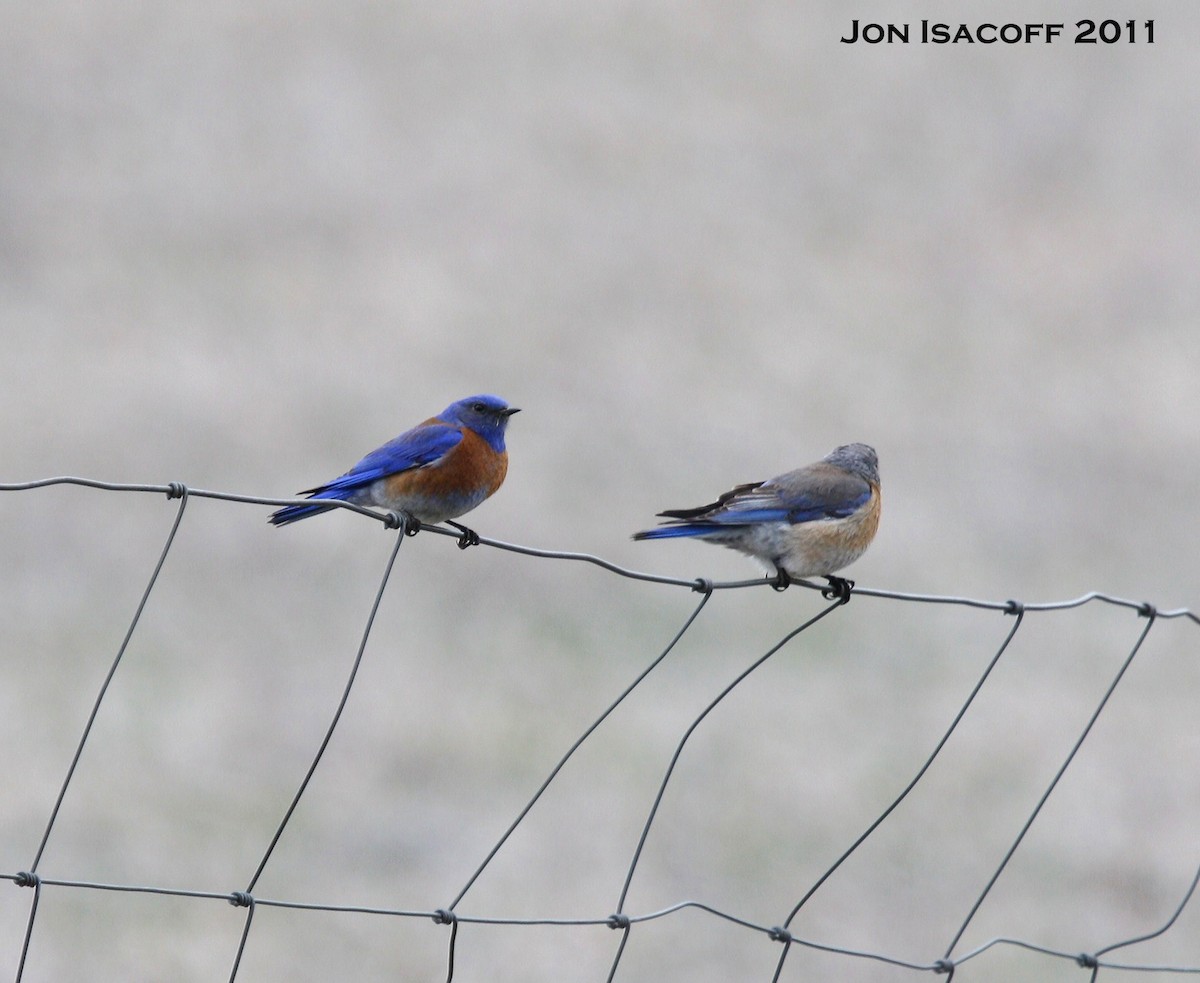 Western Bluebird - ML28648011