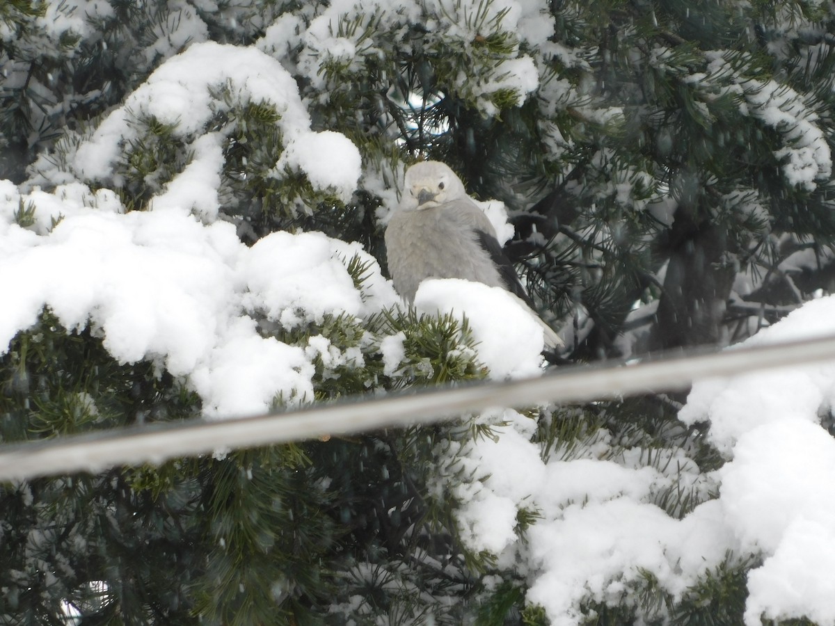 Clark's Nutcracker - ML286480911