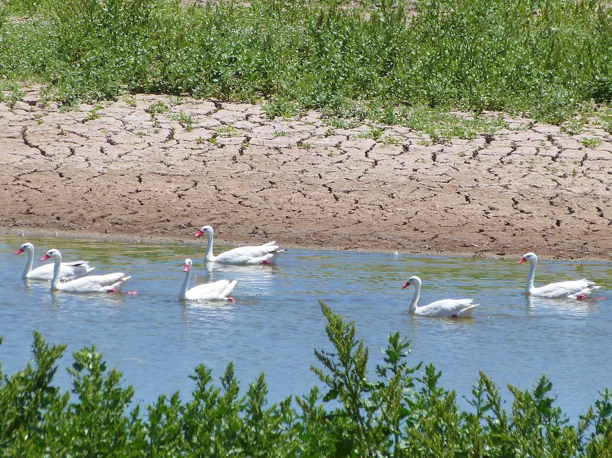 Coscoroba Swan - ML286481511