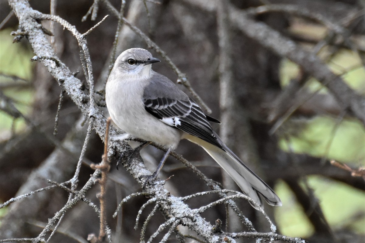 Northern Mockingbird - Derek Hudgins