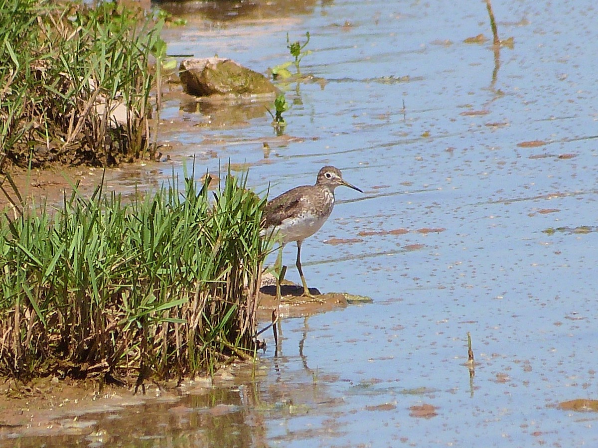 Solitary Sandpiper - ML286482021