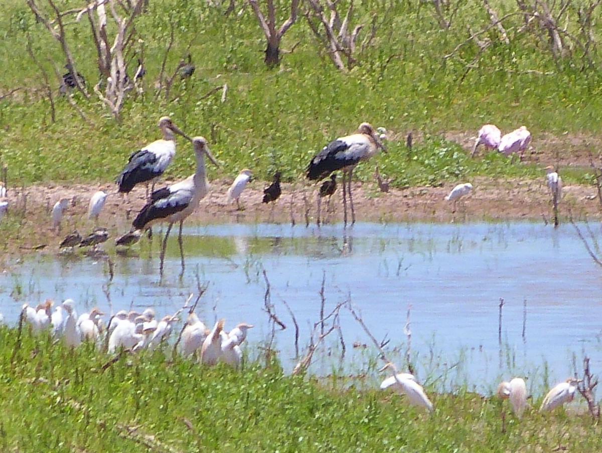 Maguari Stork - ML286482051
