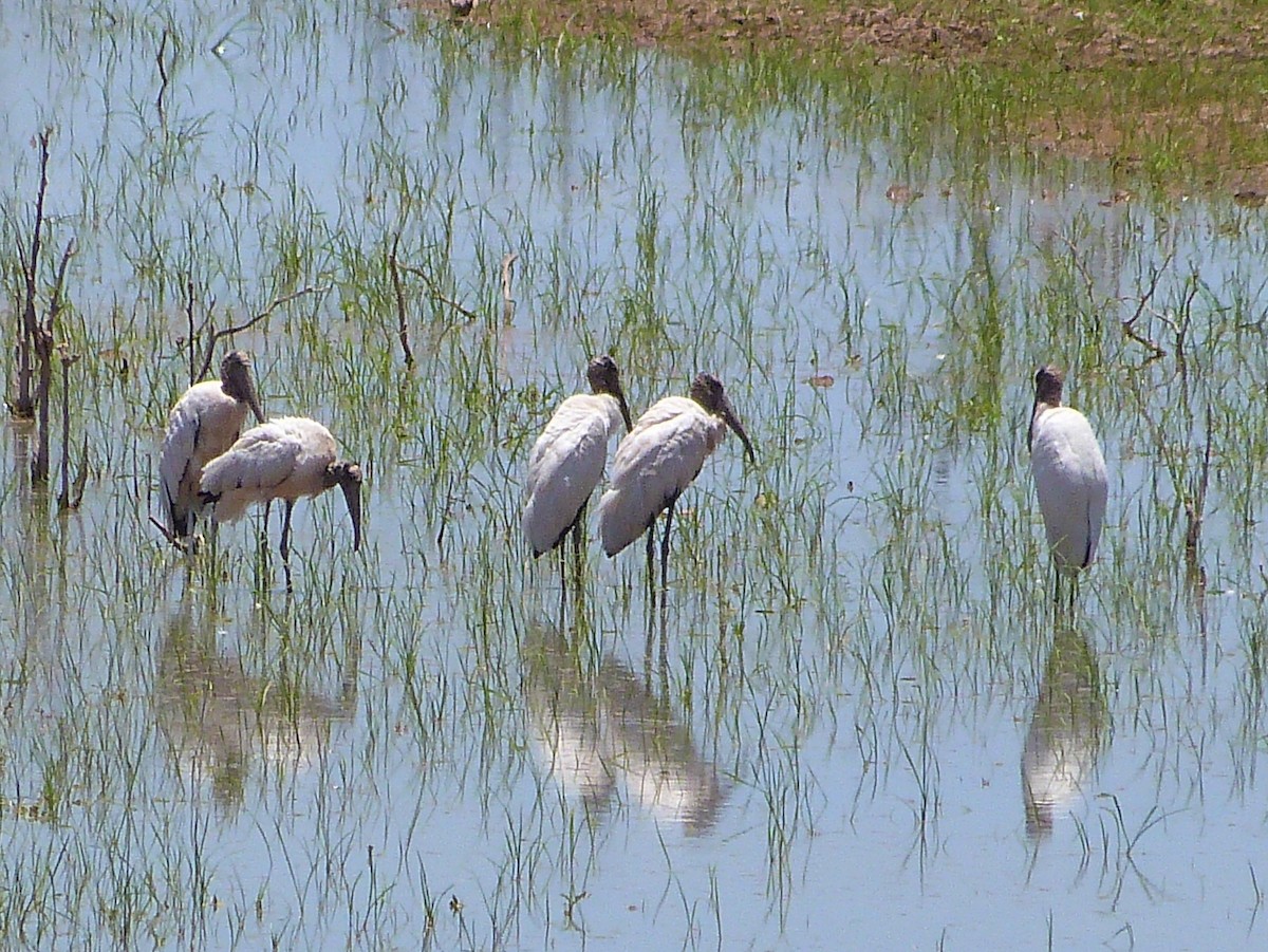 Wood Stork - ML286482311