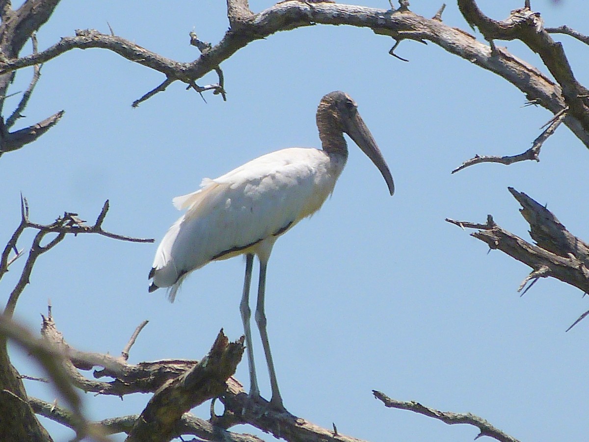 Wood Stork - ML286482331