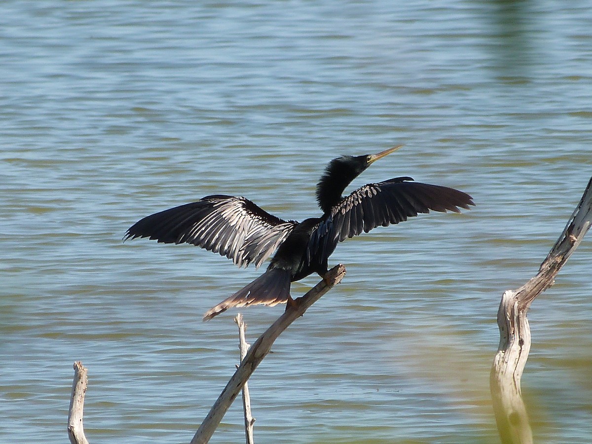 Anhinga - ML286482411