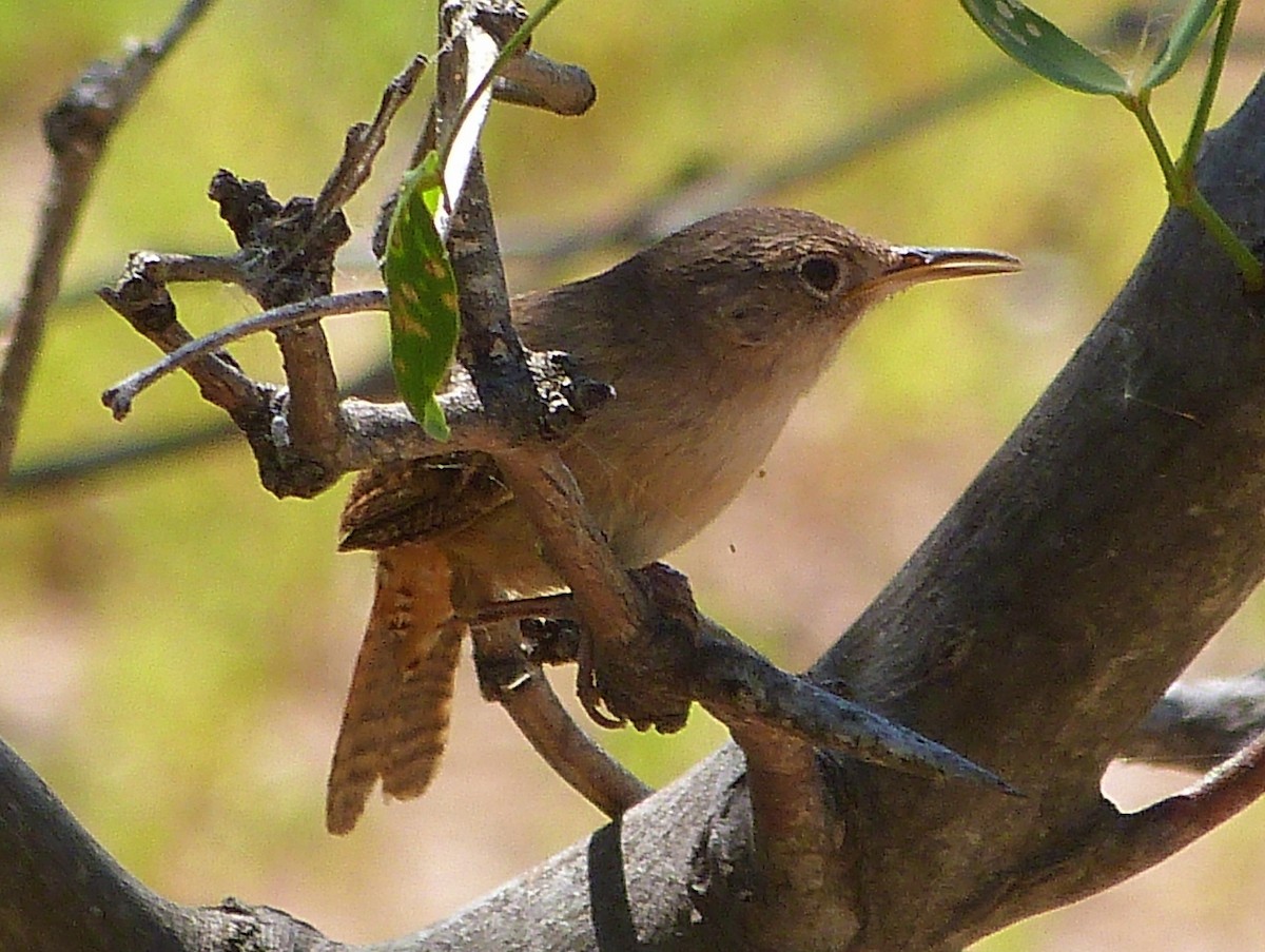 Southern House Wren - ML286482451