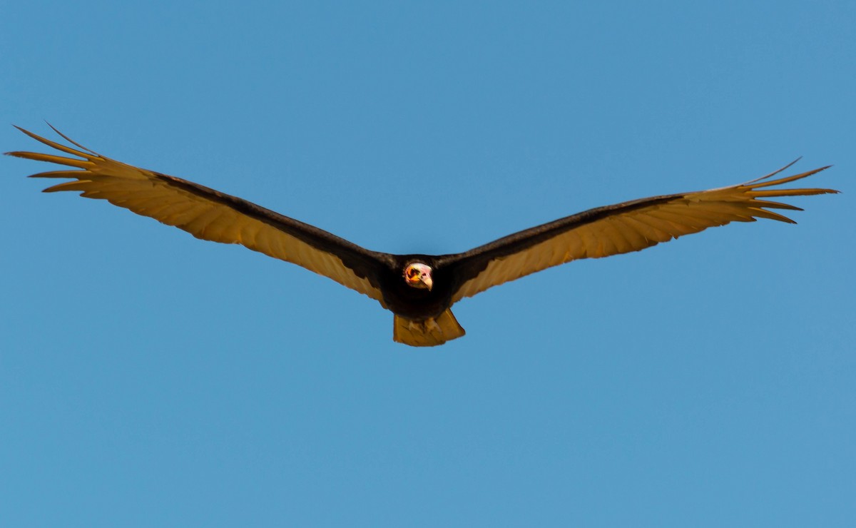 Lesser Yellow-headed Vulture - ML286482621