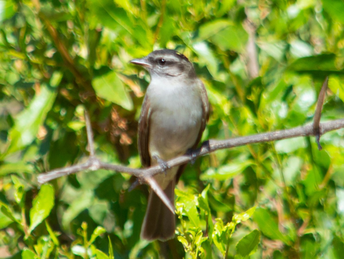 Crowned Slaty Flycatcher - ML286482891