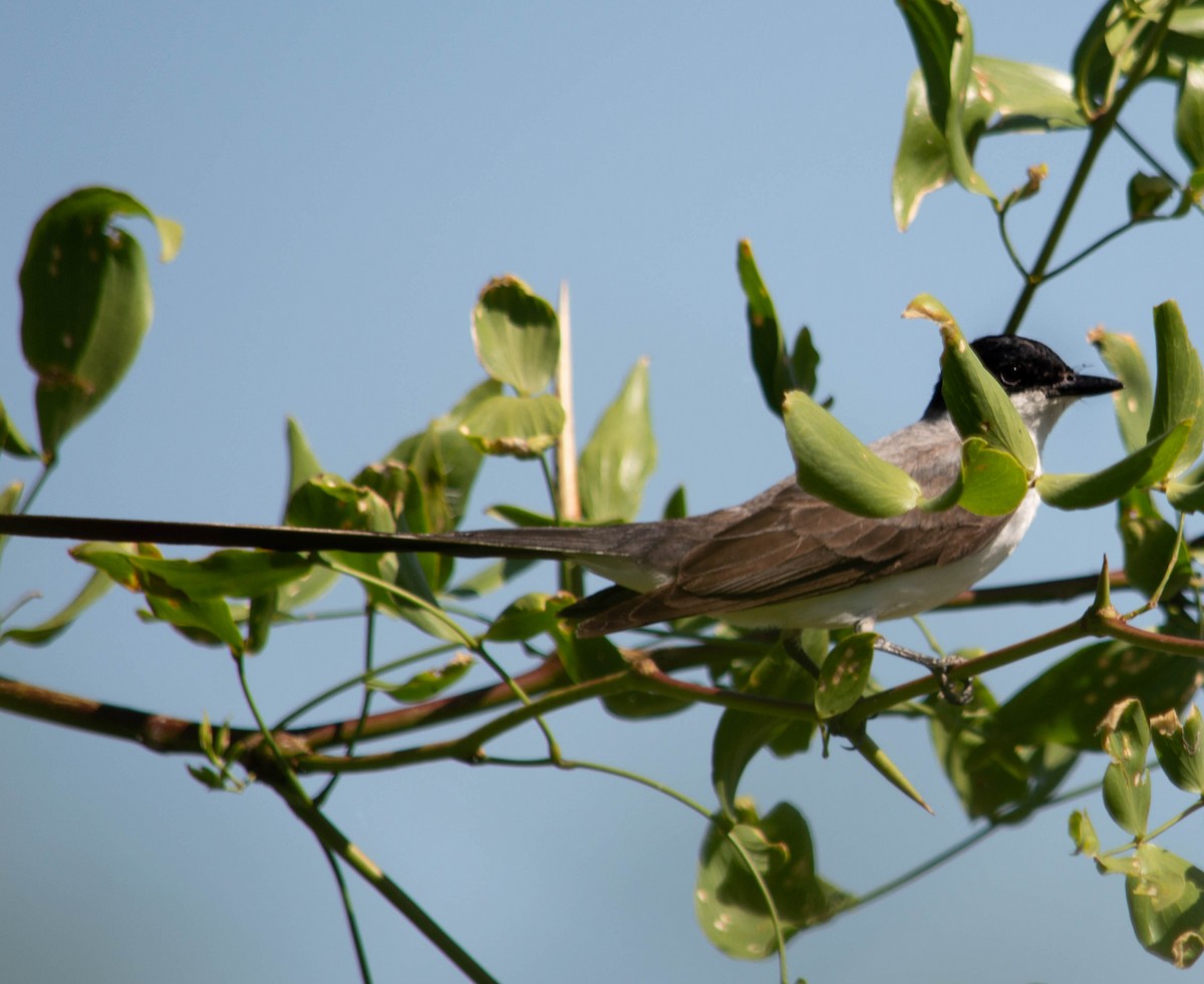 Fork-tailed Flycatcher - ML286482931