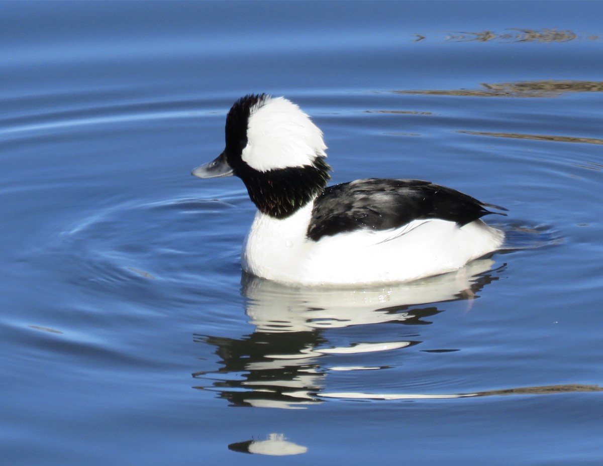 Bufflehead - ML286484391