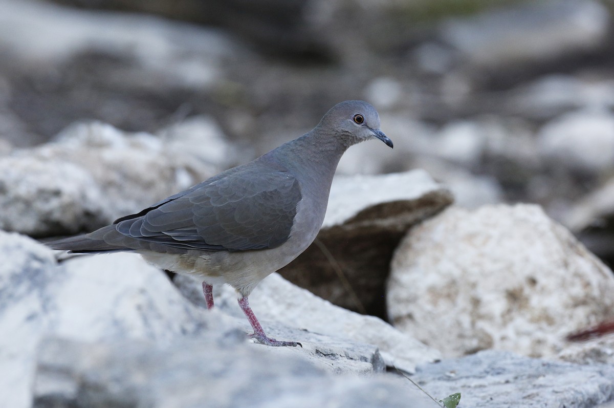 White-tipped Dove - Laura Keene