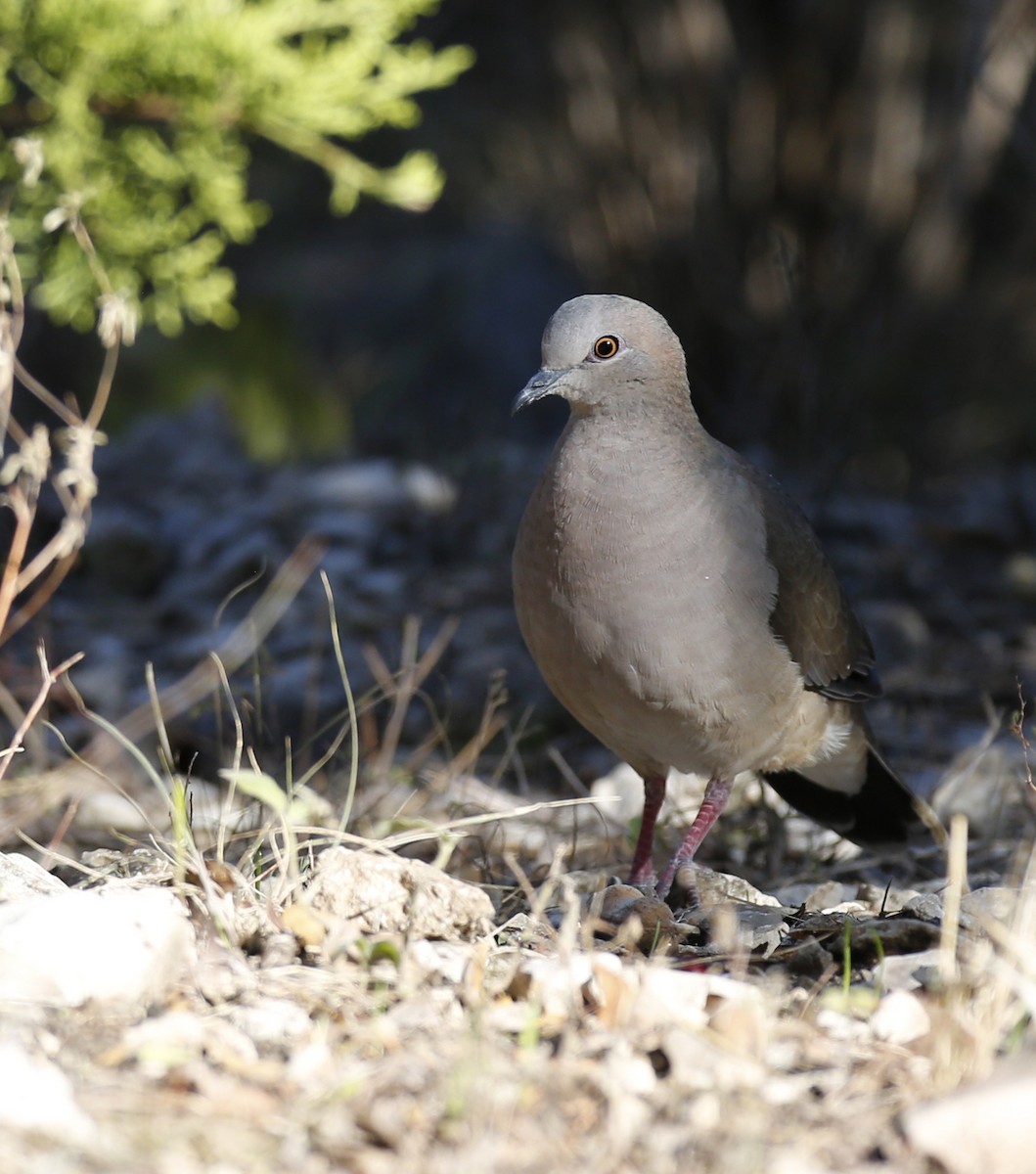 White-tipped Dove - Laura Keene