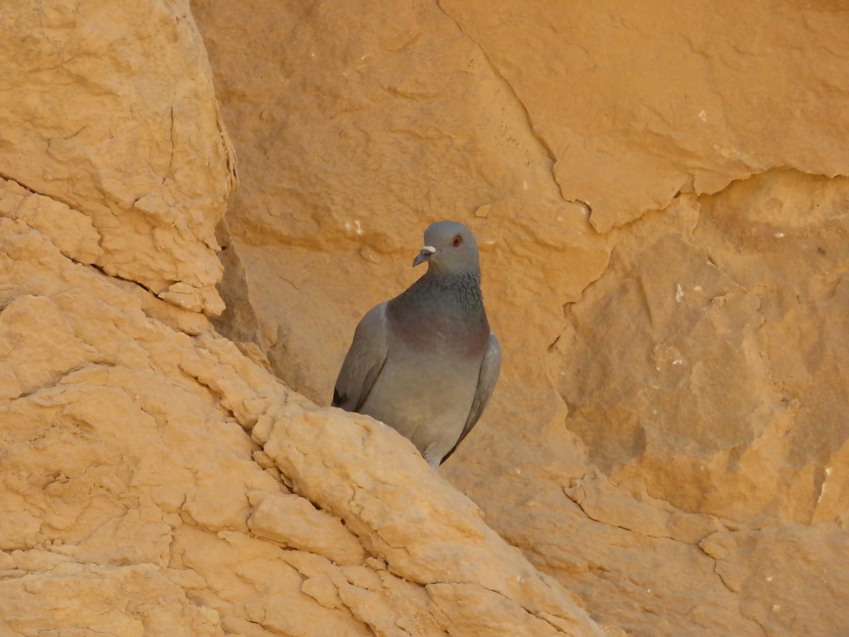 Rock Pigeon - Pedro Moreira