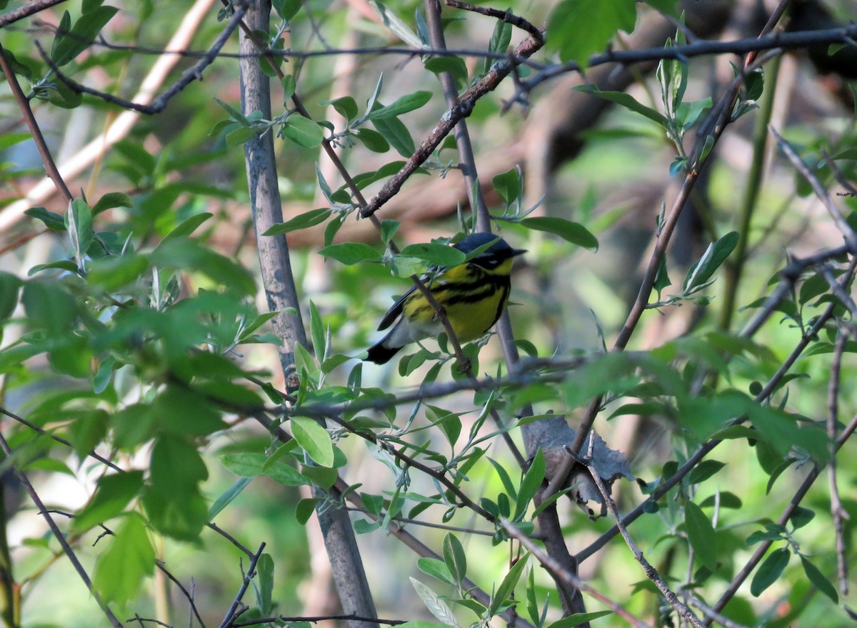 Magnolia Warbler - ML28648871