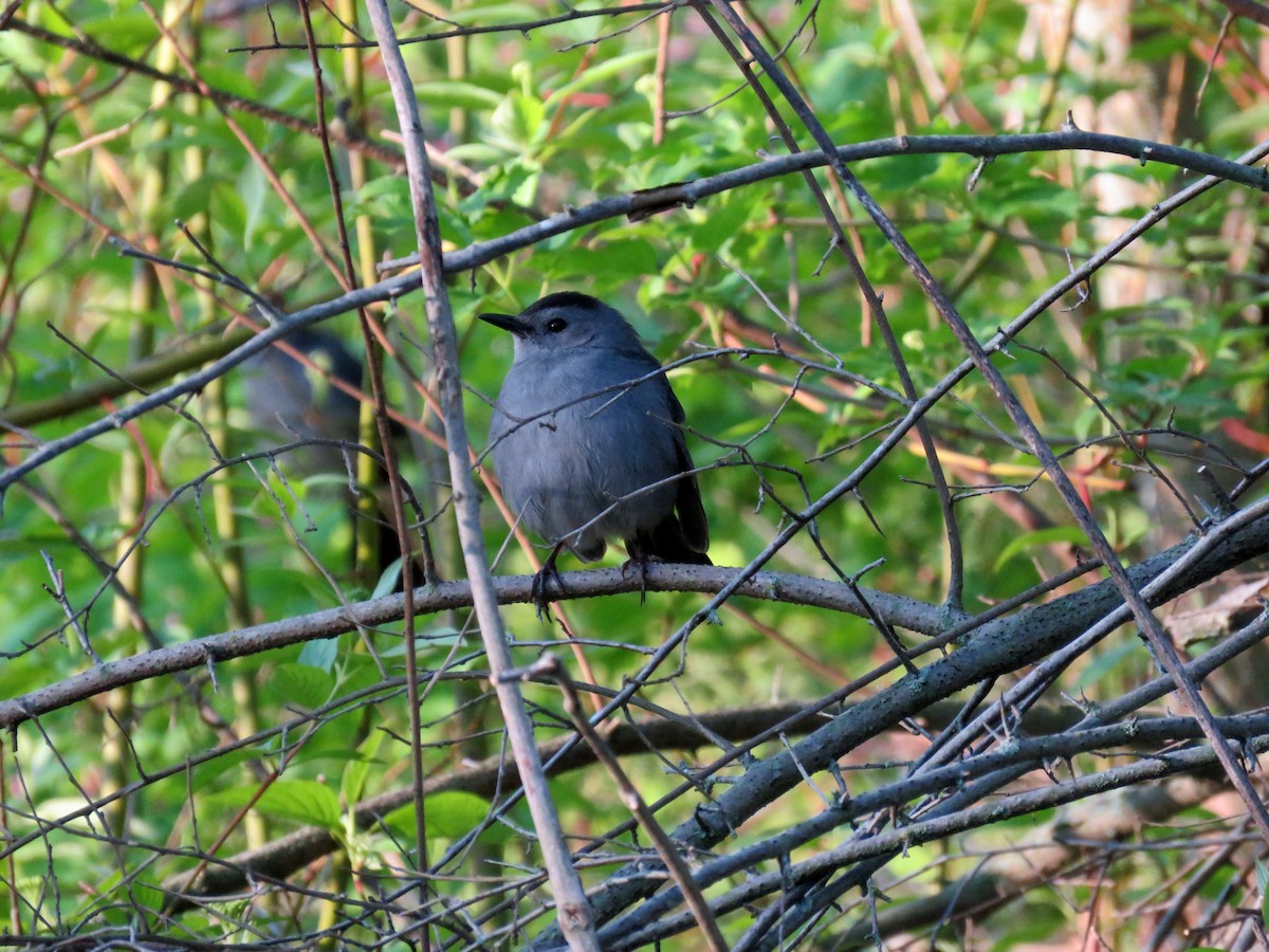 Gray Catbird - ML28648891
