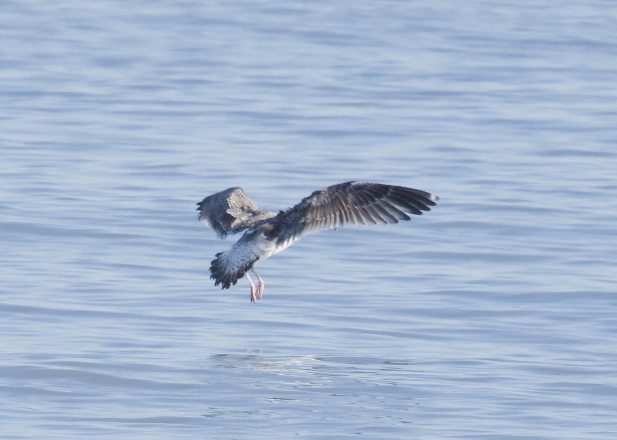 Great Black-backed Gull - Eric Walters
