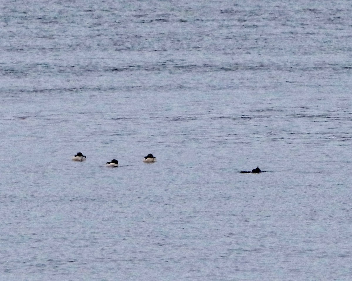 Tufted Duck - ML286490141