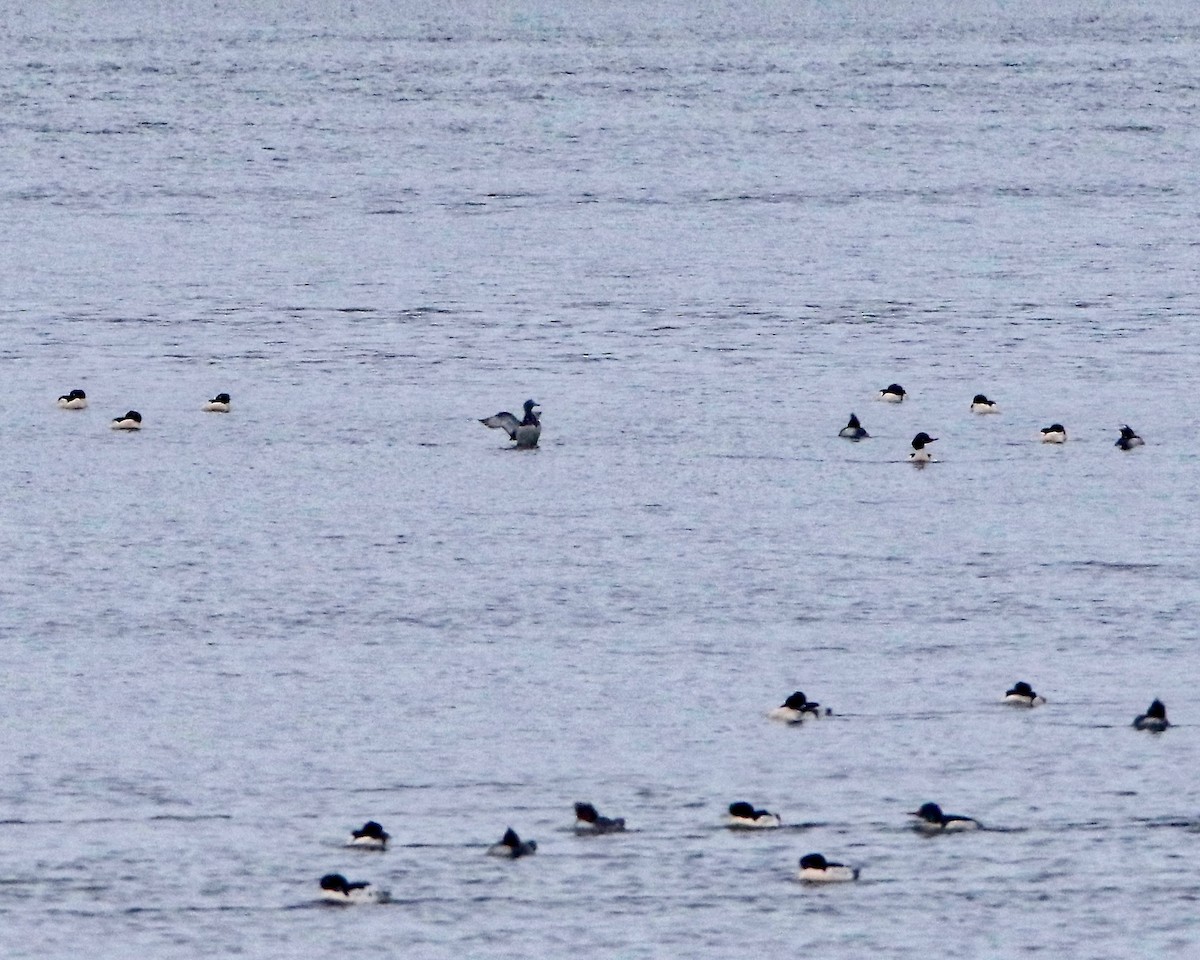 Tufted Duck - ML286490161